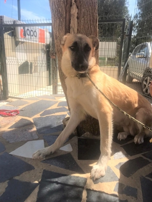 MIRA sucht verständnisvolles Zuhause Bild 5