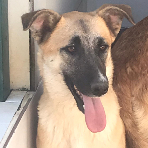 MIRA sucht verständnisvolles Zuhause Bild 2