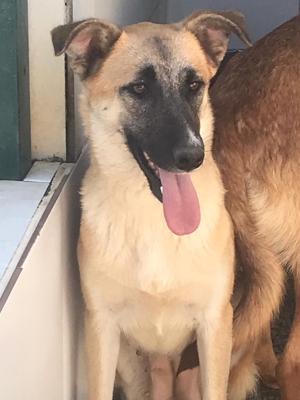 MIRA sucht verständnisvolles Zuhause Bild 4