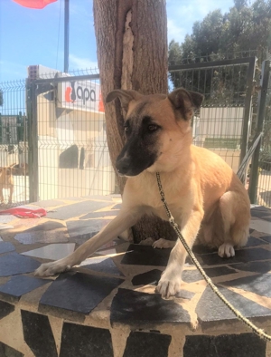 MIRA sucht verständnisvolles Zuhause Bild 3