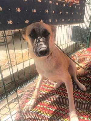 MIRA sucht verständnisvolles Zuhause Bild 6