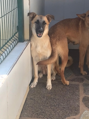 MIRA sucht verständnisvolles Zuhause Bild 7