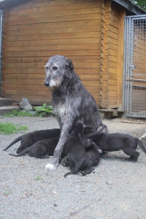 Irish Wolfhoundwelpen, VDH Bild 10