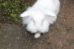 Kaninchen Frosti, geb. 2018 Bild 1