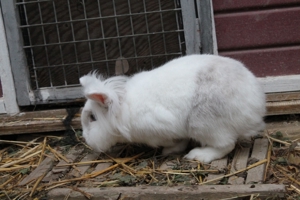 Kaninchen Frosti, geb. 2018 Bild 3