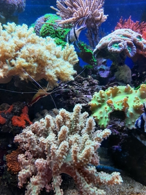 *** Div. Korallen LPS Anemonen Weichkorallen Meerwasser Ableger Koralle Korallenableger *** Bild 17