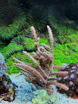 *** Div. Korallen LPS Anemonen Weichkorallen Meerwasser Ableger Koralle Korallenableger *** Bild 10