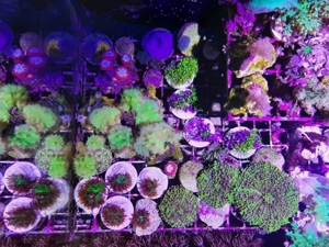 *** Div. Korallen LPS Anemonen Weichkorallen Meerwasser Ableger Koralle Korallenableger *** Bild 3
