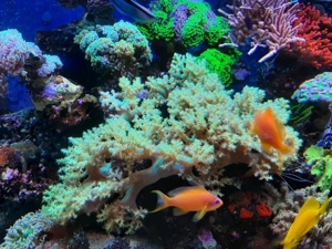 *** Div. Korallen LPS Anemonen Weichkorallen Meerwasser Ableger Koralle Korallenableger *** Bild 18