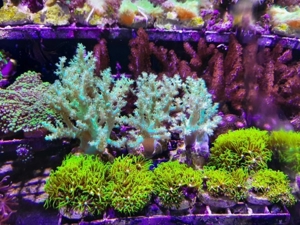*** Div. Korallen LPS Anemonen Weichkorallen Meerwasser Ableger Koralle Korallenableger *** Bild 6