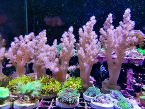 *** Div. Korallen LPS Anemonen Weichkorallen Meerwasser Ableger Koralle Korallenableger *** Bild 5