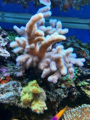 *** Div. Korallen LPS Anemonen Weichkorallen Meerwasser Ableger Koralle Korallenableger *** Bild 16