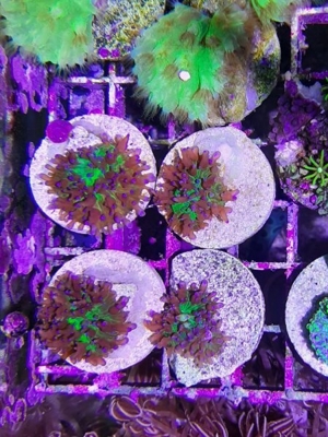 *** Div. Korallen LPS Anemonen Weichkorallen Meerwasser Ableger Koralle Korallenableger *** Bild 4