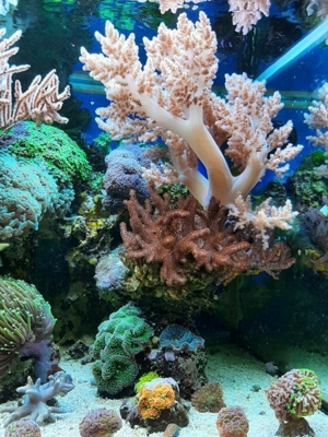 *** Div. Korallen LPS Anemonen Weichkorallen Meerwasser Ableger Koralle Korallenableger *** Bild 15