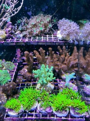 *** Div. Korallen LPS Anemonen Weichkorallen Meerwasser Ableger Koralle Korallenableger *** Bild 1