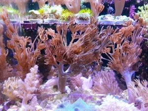 *** Div. Korallen LPS Anemonen Weichkorallen Meerwasser Ableger Koralle Korallenableger *** Bild 7