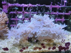 *** Div. Korallen LPS Anemonen Weichkorallen Meerwasser Ableger Koralle Korallenableger *** Bild 8