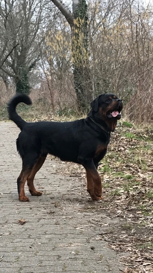 Rottweiler XL DECKRÜDE ( kein Verkauf )