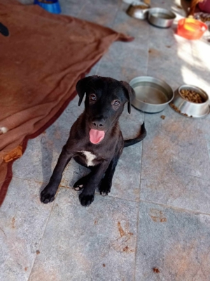 Kleine Hündin Fussel wartet seit 1 Jahr auf neues Zuhause Bild 8