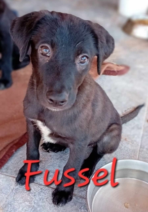Kleine Hündin Fussel wartet seit 1 Jahr auf neues Zuhause Bild 7