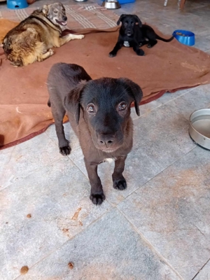 Kleine Hündin Fussel wartet seit 1 Jahr auf neues Zuhause Bild 9