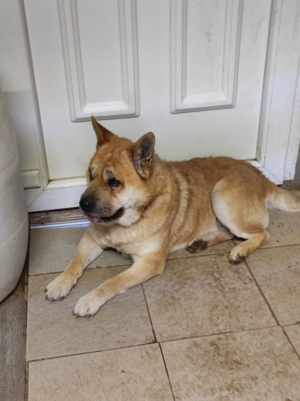 Coco, geb. ca. 2013, lebt noch in ungarischem Tierheim und sucht ein Zuhause Bild 4