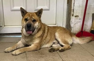 Coco, geb. ca. 2013, lebt noch in ungarischem Tierheim und sucht ein Zuhause Bild 3