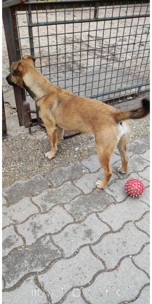 Tira (geb. 10/2021 ) lebt noch im Tierheim in Ungarn und sucht ein Zuhause Bild 9