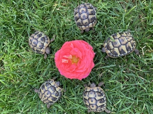 Griechische Landschildkröte Nachzucht 2021