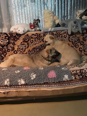 Bulka - schönes Hundemädchen möchte endlich die Sonnenseiten des Hundelebens kennen lernen Bild 5