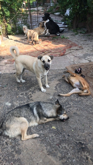 Bulka - schönes Hundemädchen möchte endlich die Sonnenseiten des Hundelebens kennen lernen Bild 3