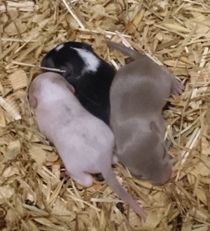 Junge, zahme Rennmäuse, Gerbil Kinder suchen ein Zuhause Bild 4