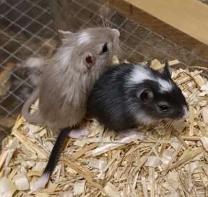 Junge, zahme Rennmäuse, Gerbil Kinder suchen ein Zuhause Bild 9