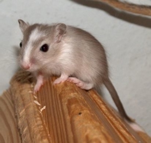 Junge, zahme Rennmäuse, Gerbil Kinder suchen ein Zuhause Bild 6