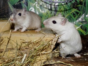 Junge, zahme Rennmäuse, Gerbil Kinder suchen ein Zuhause Bild 7