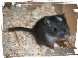 Junge, zahme Rennmäuse, Gerbil Kinder suchen ein Zuhause Bild 3