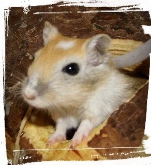 Junge, zahme Rennmäuse, Gerbil Kinder suchen ein Zuhause Bild 2