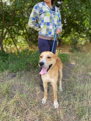 Bator lebt noch in ungarischem Tierheim und sucht ein Zuhause Bild 5