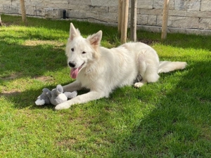 Deckrüde Weisser Schäferhund o.P. (KEIN VERKAUF)