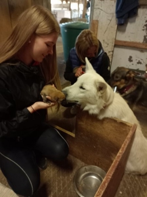 Deckrüde Weisser Schäferhund o.P. (KEIN VERKAUF)