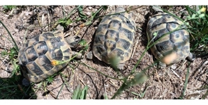 Griechische Landschildkröten