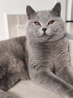 Charmanter Deckkater BKH Britisch Kurzhaar