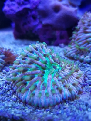 Fungia Tricolor Rainbow Korallen Meerwasser Bild 2