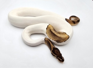 Königspython 1.0 Pied 100% het. DesertGhost