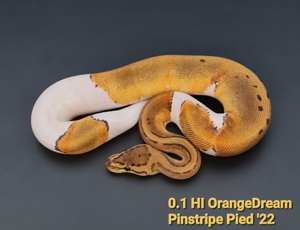 Königspython 0.1 HI OrangeDream Pinstripe Pied