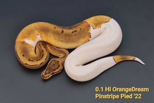 Königspython 0.1 HI OrangeDream Pinstripe Pied