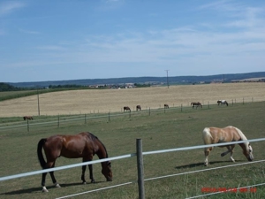 Stallhilfe für Pferdehof gesucht!