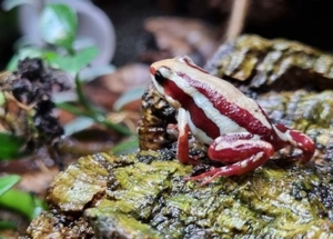 Epipedobates anthonyi Quappen Pfeilgiftfrösche Dendrobaten