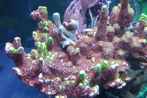 SPS Montipora Confusa