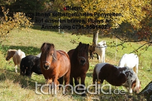 Selbstgeführtes Ponyreiten 74538 Pferdehof Dendelbach Bild 5